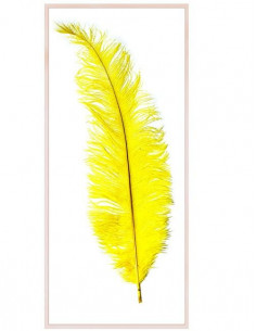 Pluma de avestruz 50-60cm - Comprar en Tienda Disfraces Bacanal