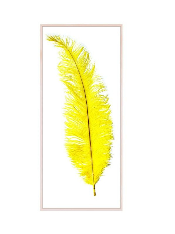 Pluma Avestruz long chick