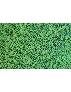 Tejido elastico bett