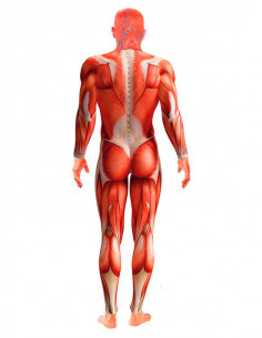 Disfraz Anatomía adulto 2