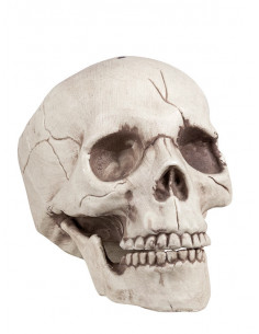 Calavera para decoración