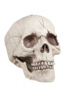 Calavera para decoración