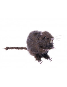 Rata peluda decorativa