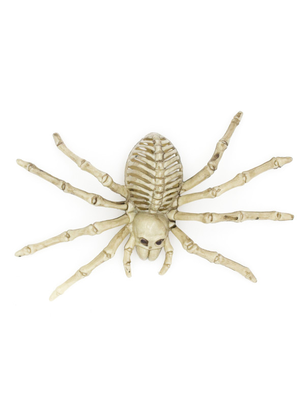 Esqueleto de araña