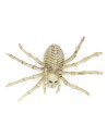 Esqueleto de araña